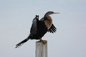 Anhinga, 2015-01201447 Eagle Lakes Community Park, FL